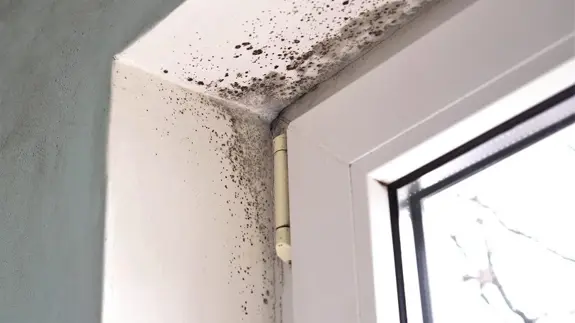 Mould Around Window